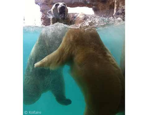 Ours polaires de Marineland