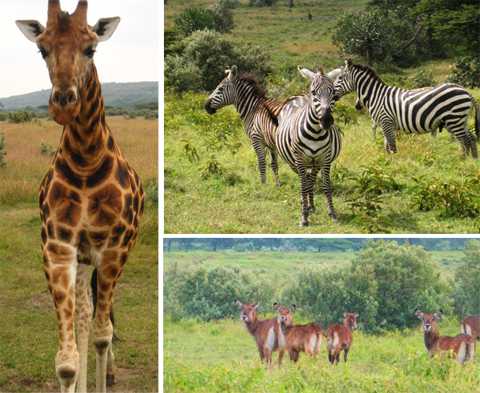 Biodiversité au Kenya, crédit photos : ProjectsAbroad